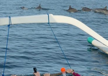 Dolphin-Tours (5)